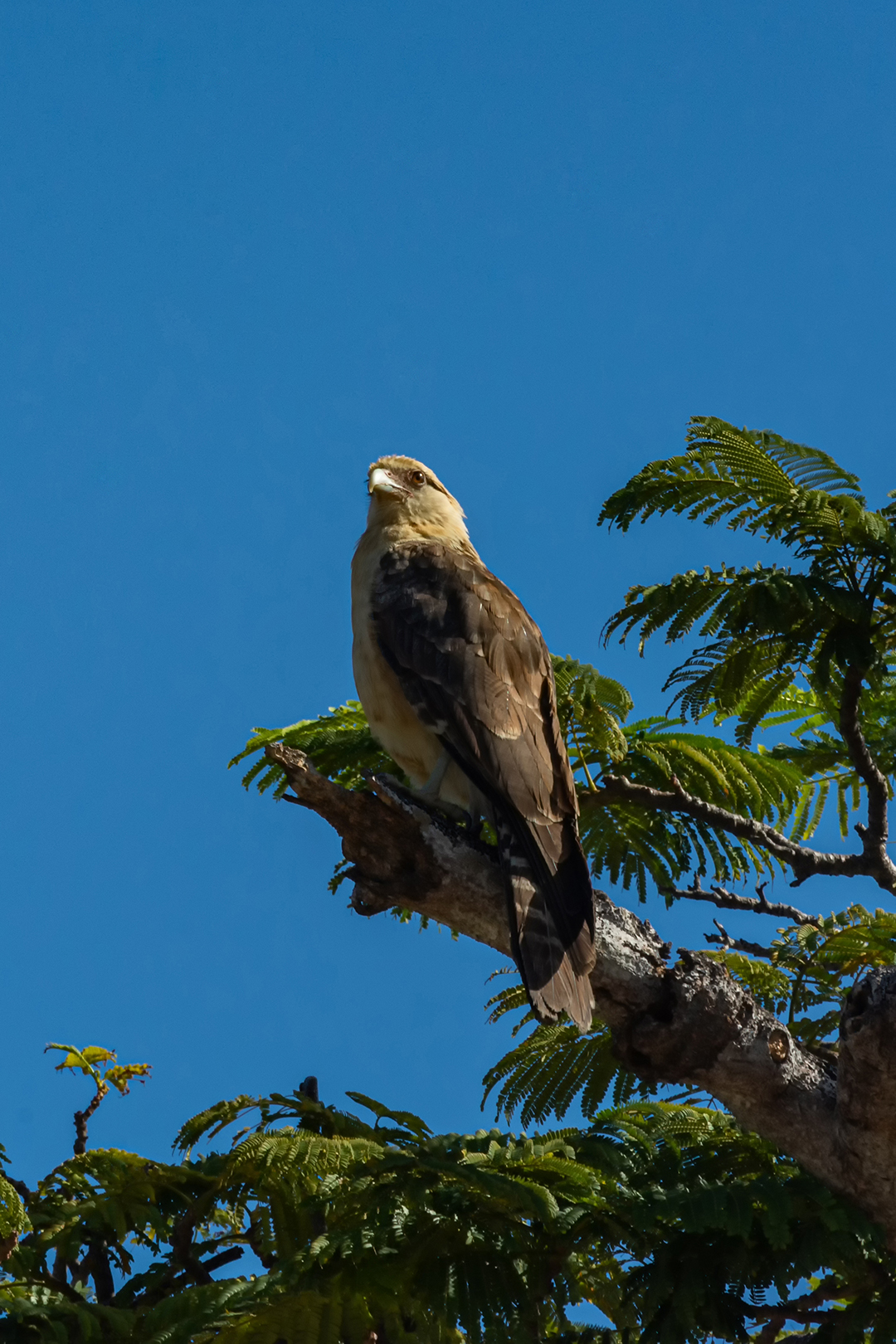 Freedom in the Air Hawk