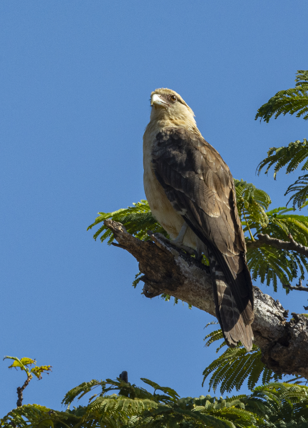 Freedom in the Air Hawk